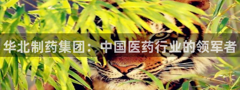 九游会老哥俱乐部官方网站：华北制药集团：中国医药行业的领军者